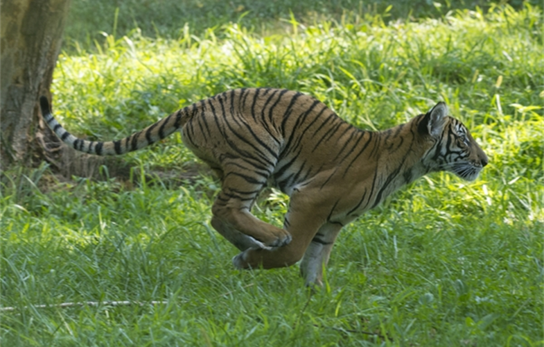 Julie Larsen Maher_4587_Malayan Tiger Cubs_TM_BZ_08 29 16.JPG
